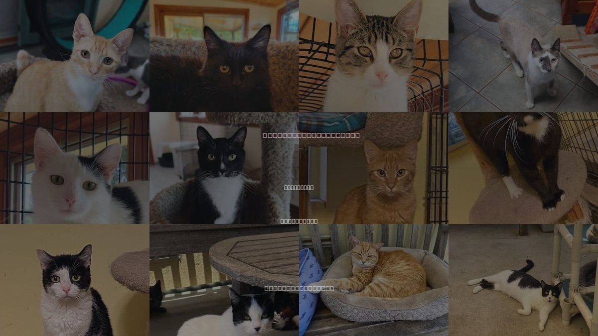 Cats for Adoption in Oceanside, California