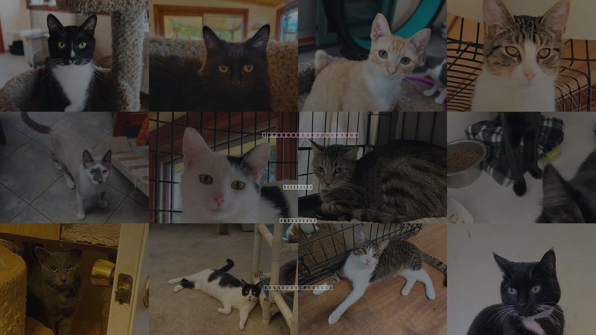 Cats for Adoption in Oceanside, California