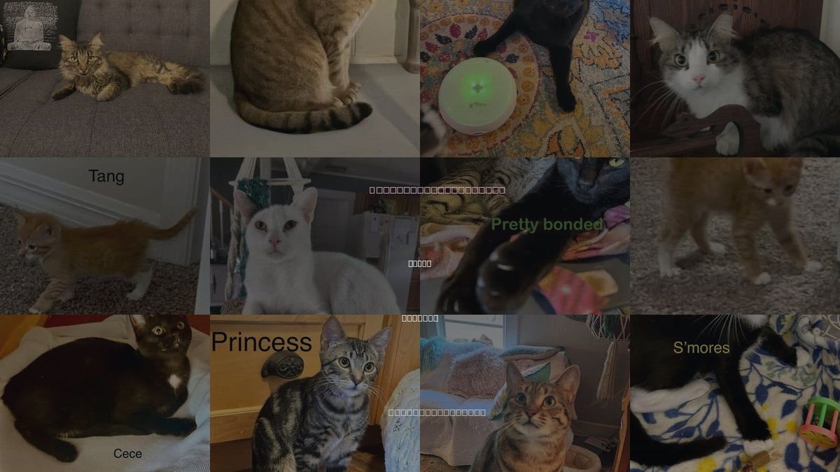 Cats for Adoption in Ocoee, Florida