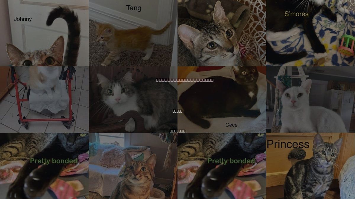 Cats for Adoption in Ocoee, Florida