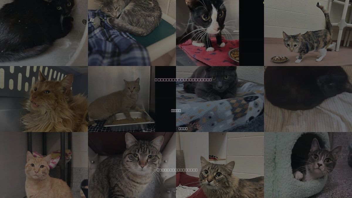 Cats for Adoption in Ogden, Utah