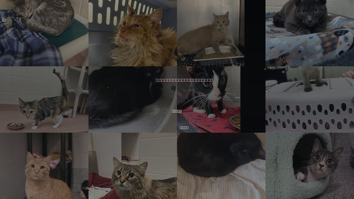 Cats for Adoption in Ogden, Utah