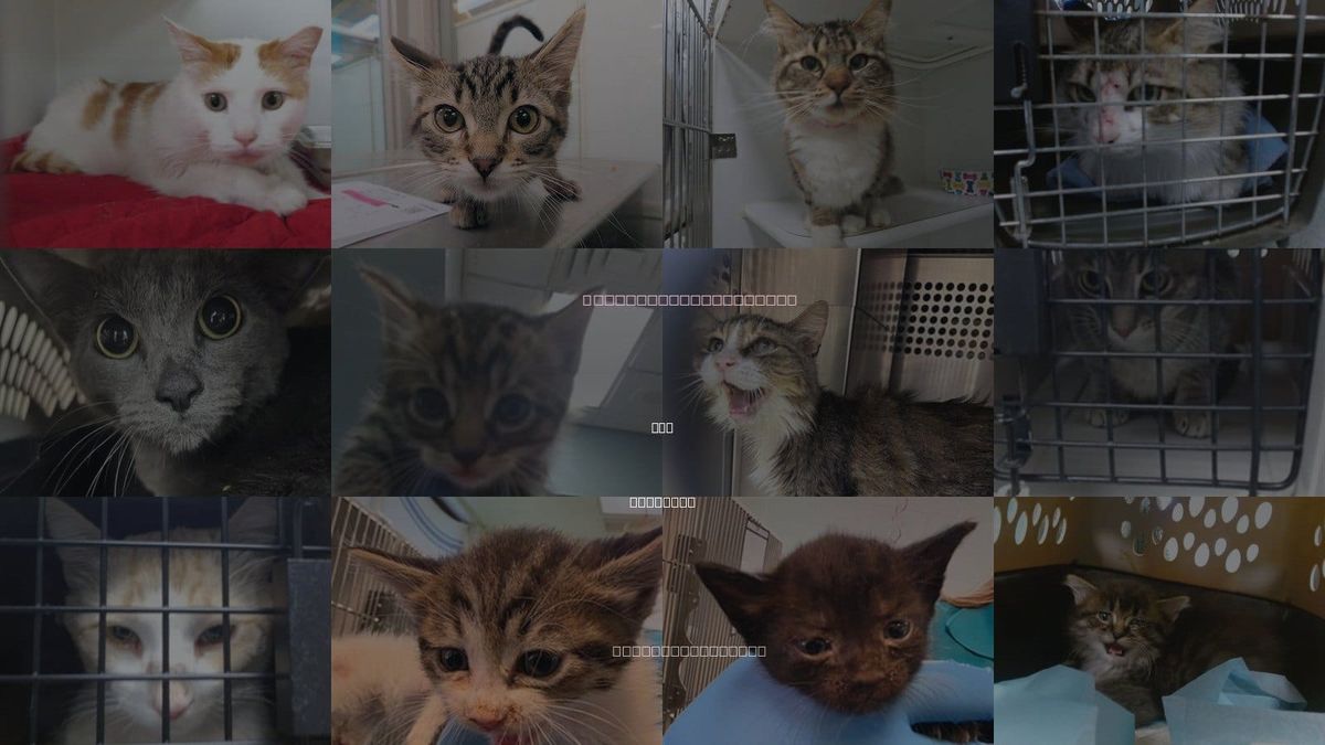 Cats for Adoption in Okc, Oklahoma