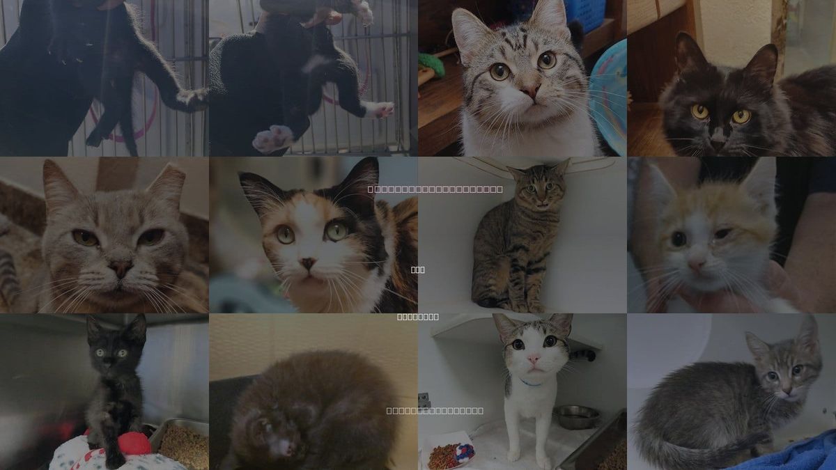 Cats for Adoption in Okc, Oklahoma
