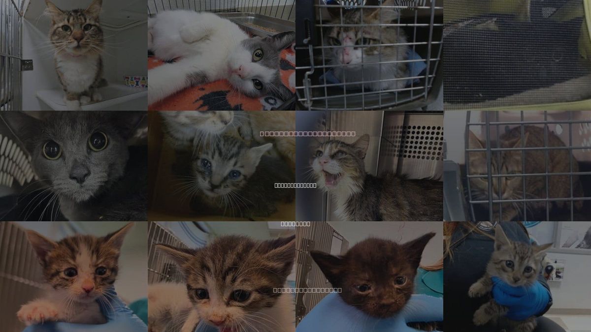 Cats for Adoption in Oklahoma City, Oklahoma