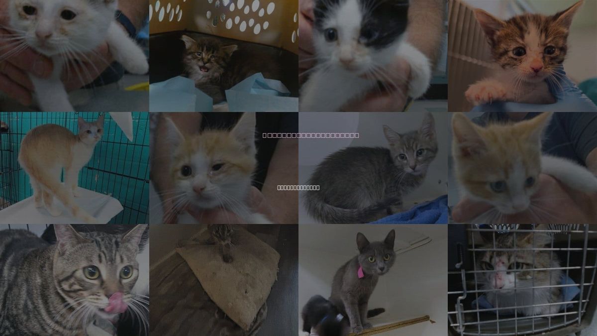 Cats for Adoption in Oklahoma City, Oklahoma