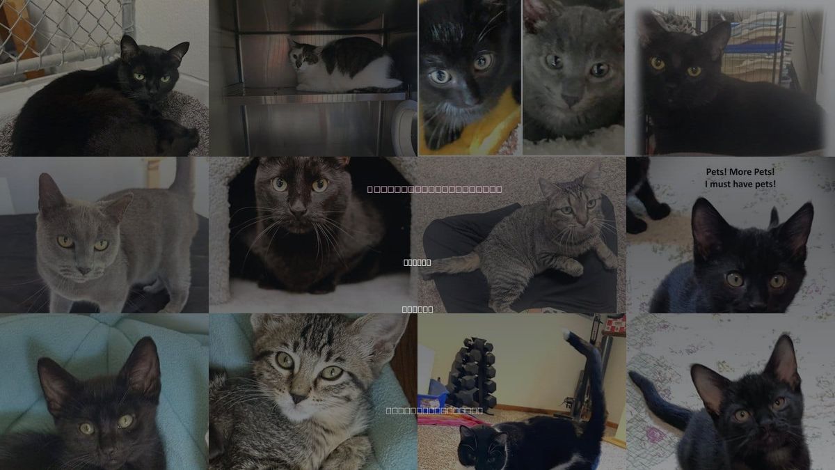 Cats for Adoption in Olathe, Kansas