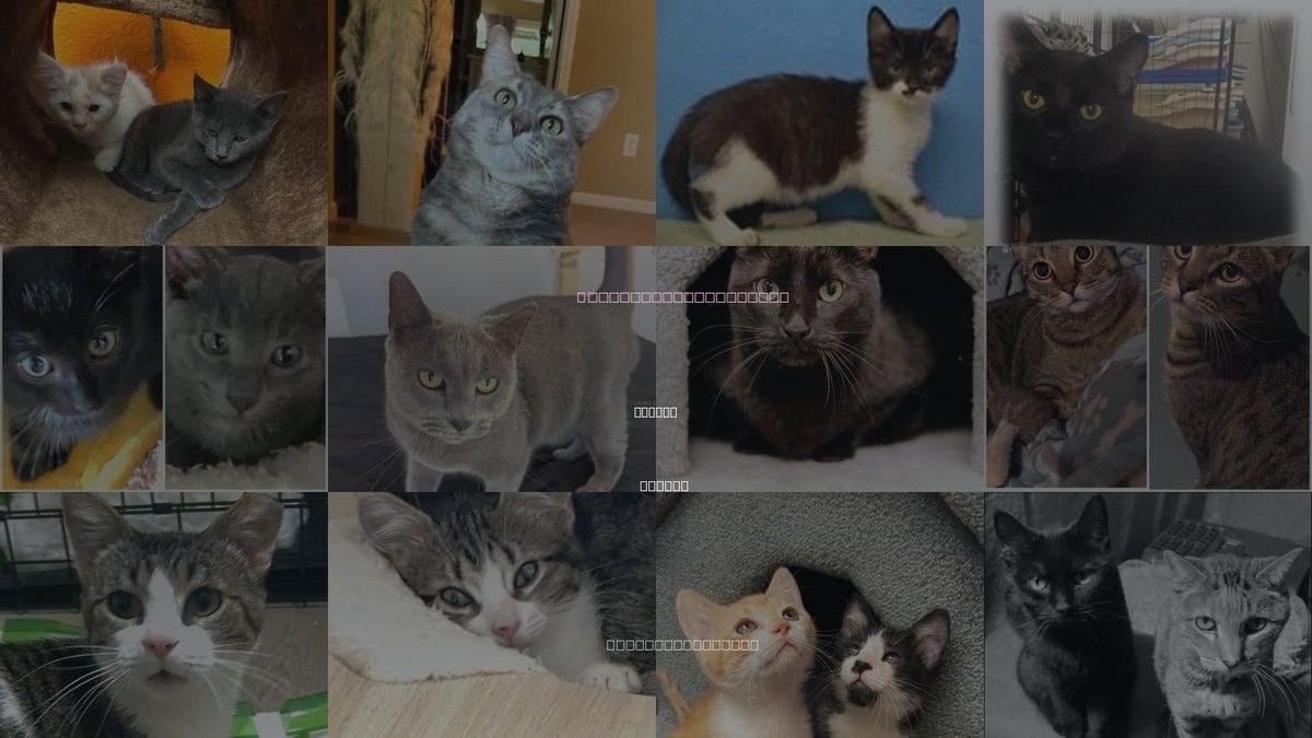 Cats for Adoption in Olathe, Kansas