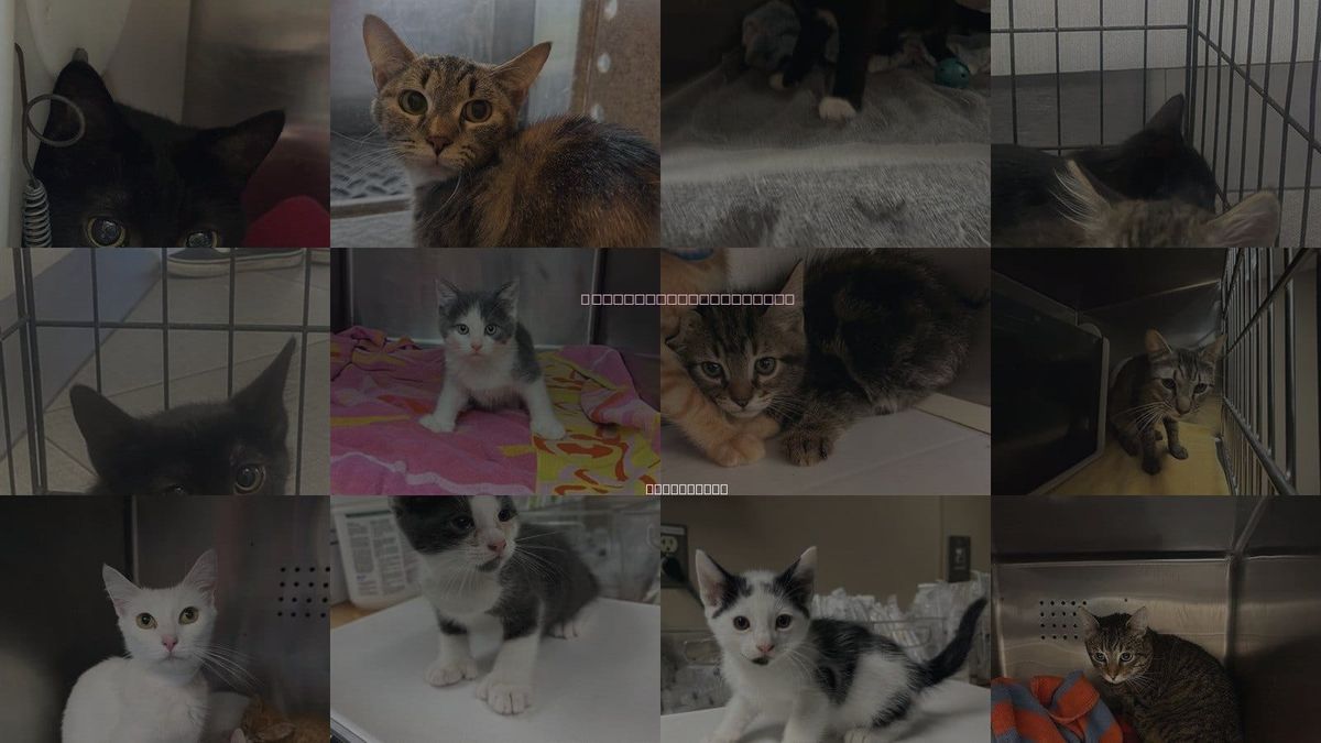 Cats for Adoption in Ontario, California