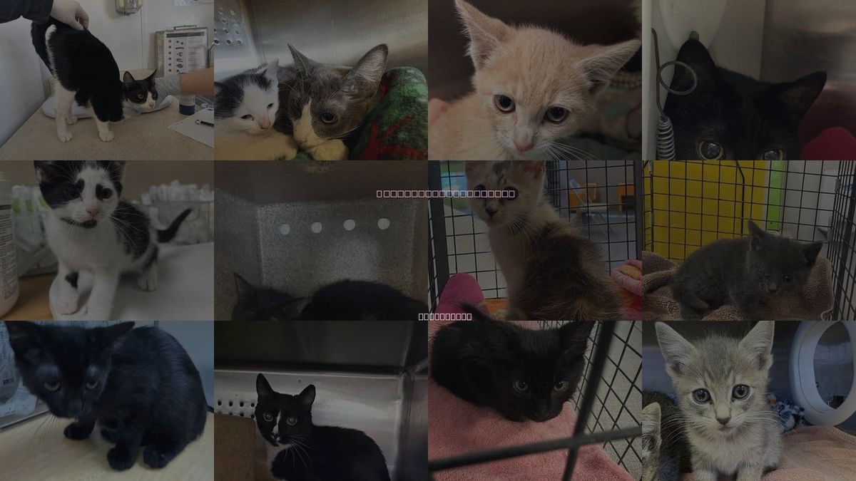 Cats for Adoption in Ontario, California