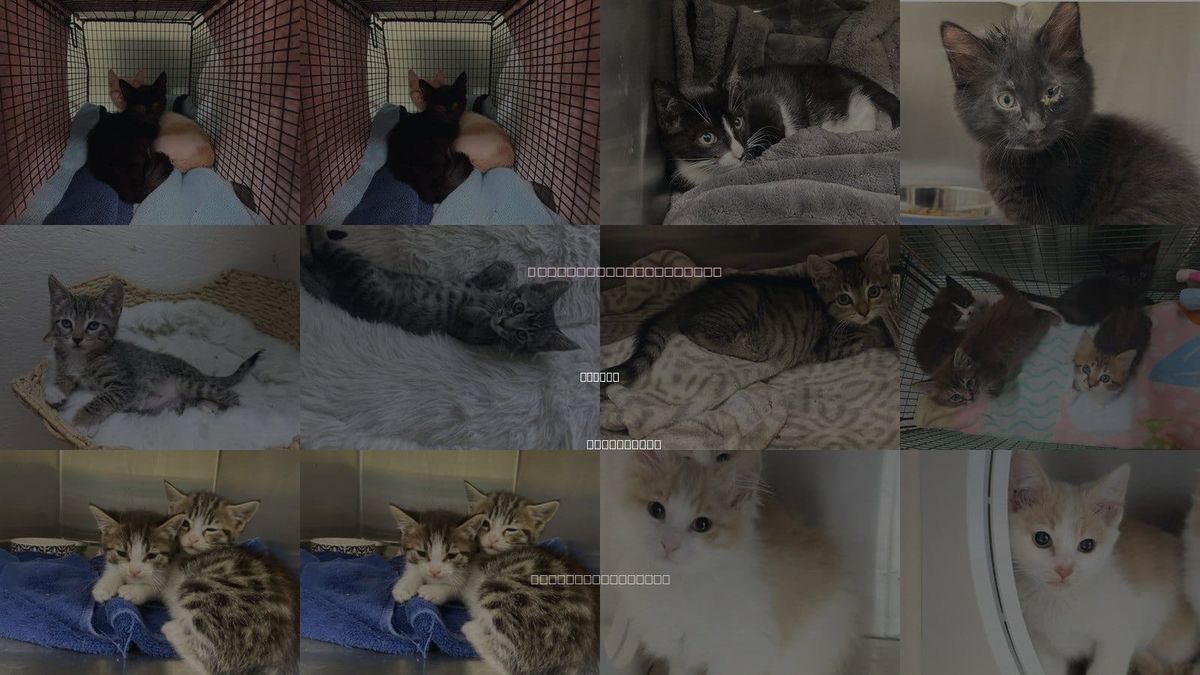 Cats for Adoption in Orange, California