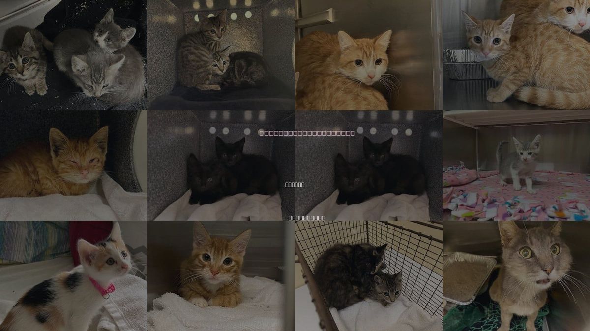 Cats for Adoption in Orange, California