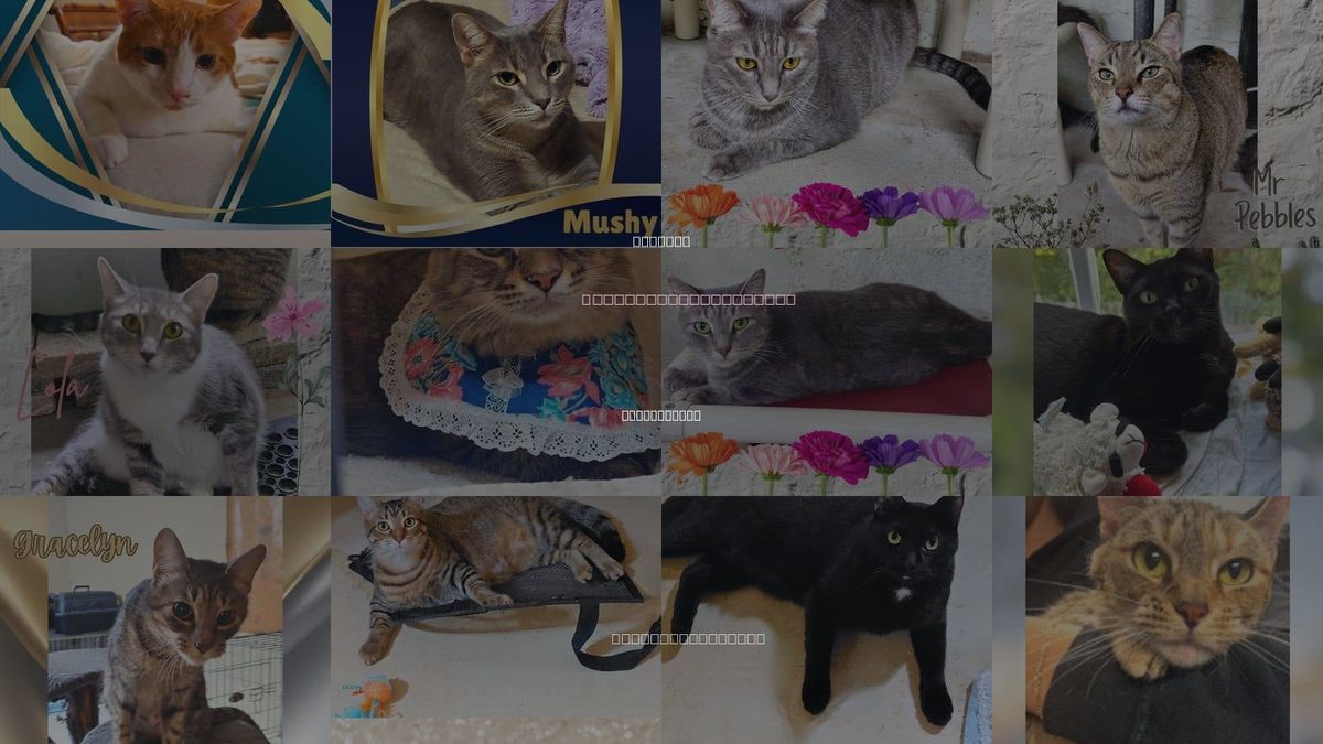 Cats for Adoption in Orange City, Florida