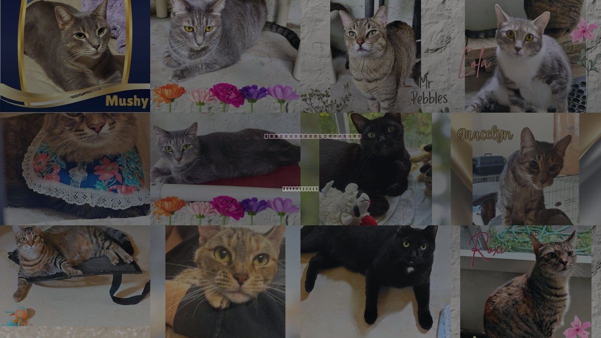 Cats for Adoption in Orange City, Florida