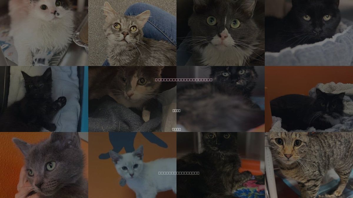 Cats for Adoption in Orem, Utah