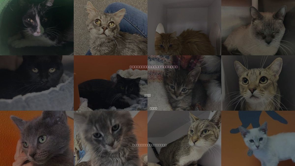 Cats for Adoption in Orem, Utah