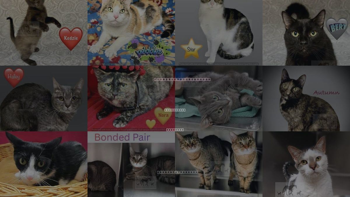 Cats for Adoption in Orland Park, Illinois
