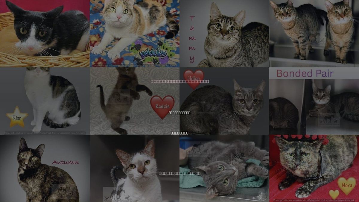 Cats for Adoption in Orland Park, Illinois