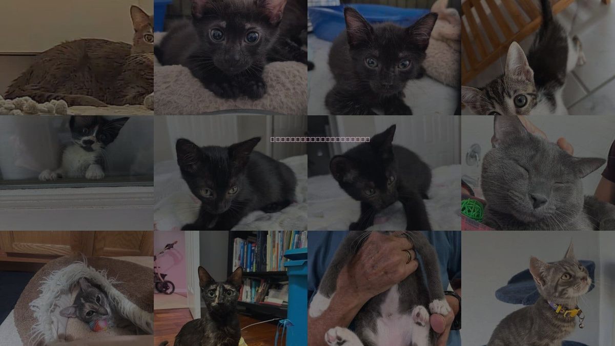 Cats for Adoption in Orlando , Florida