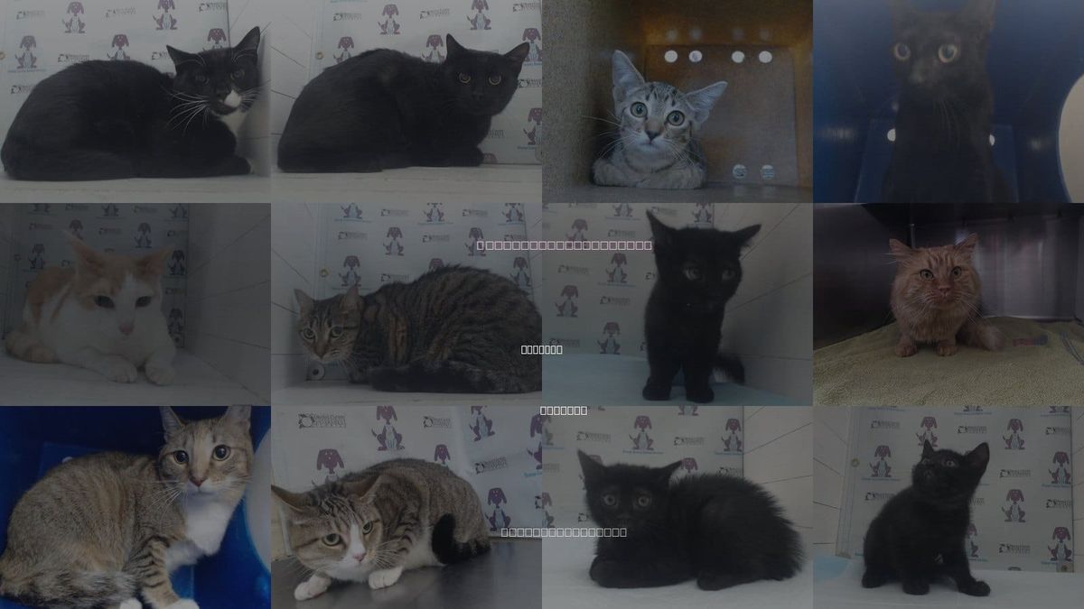 Cats for Adoption in Orlando, Florida