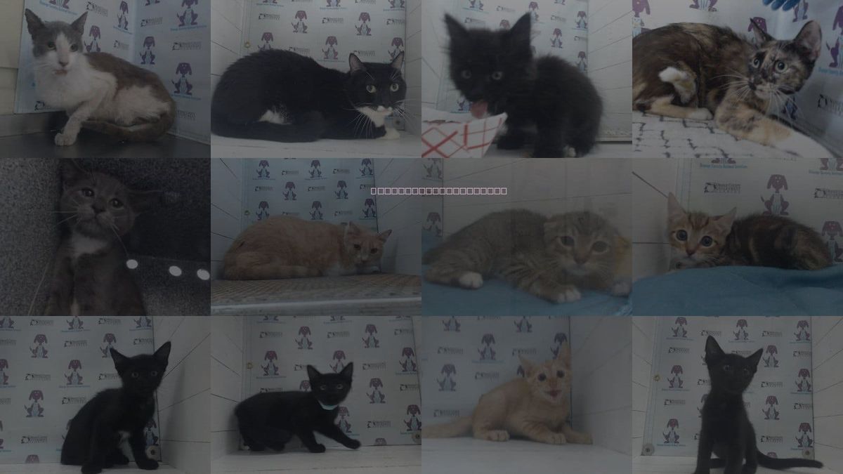 Cats for Adoption in Orlando, Florida