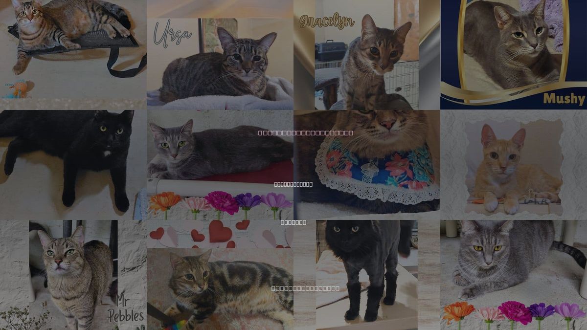 Cats for Adoption in Ormond Beach, Florida