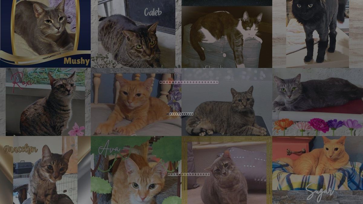 Cats for Adoption in Ormond Beach, Florida