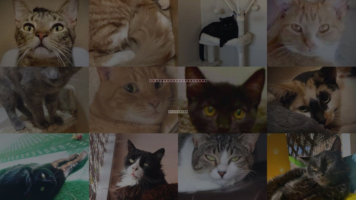 Cats for Adoption in Oro Valley, Arizona