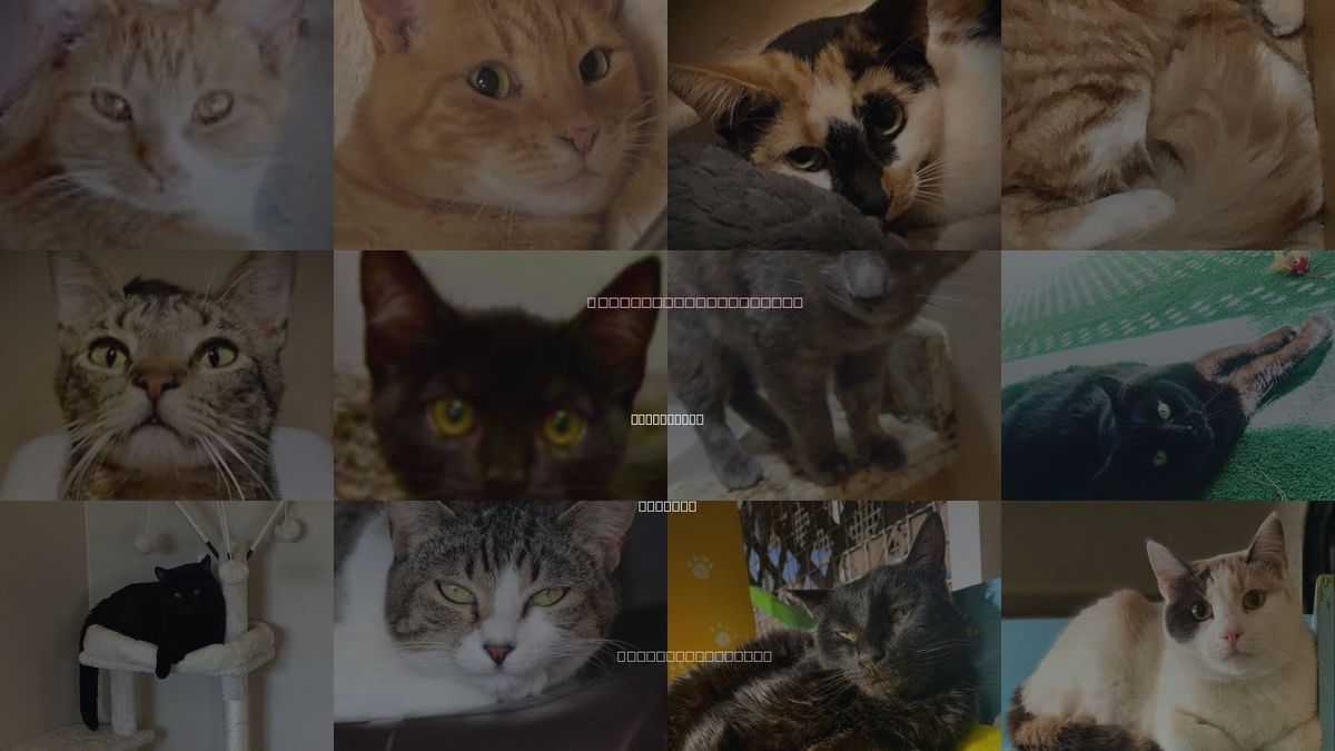 Cats for Adoption in Oro Valley, Arizona