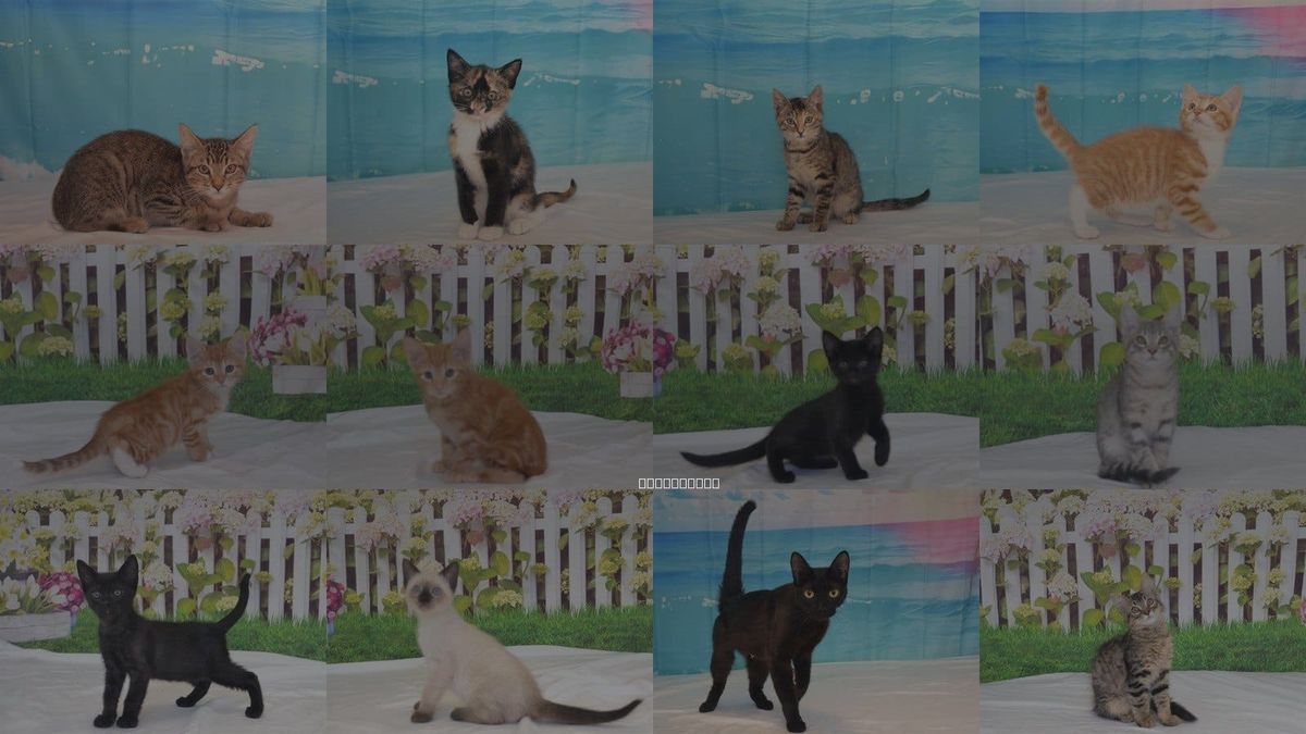 Cats for Adoption in Oroville, California