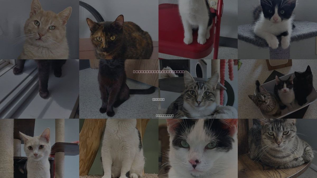 Cats for Adoption in Oshkosh, Wisconsin
