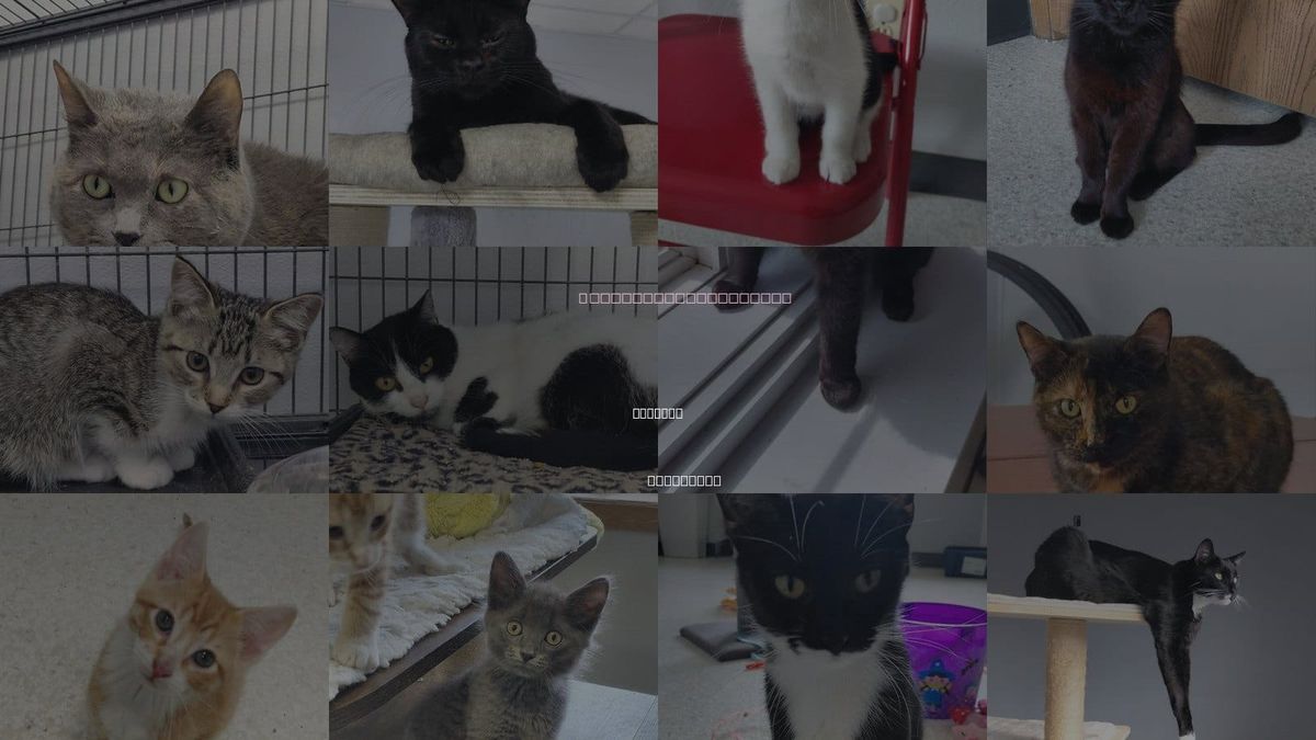 Cats for Adoption in Oshkosh, Wisconsin