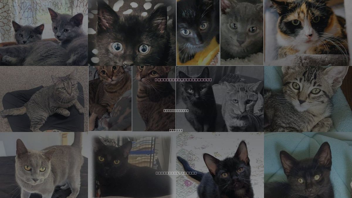 Cats for Adoption in Overland Park, Kansas