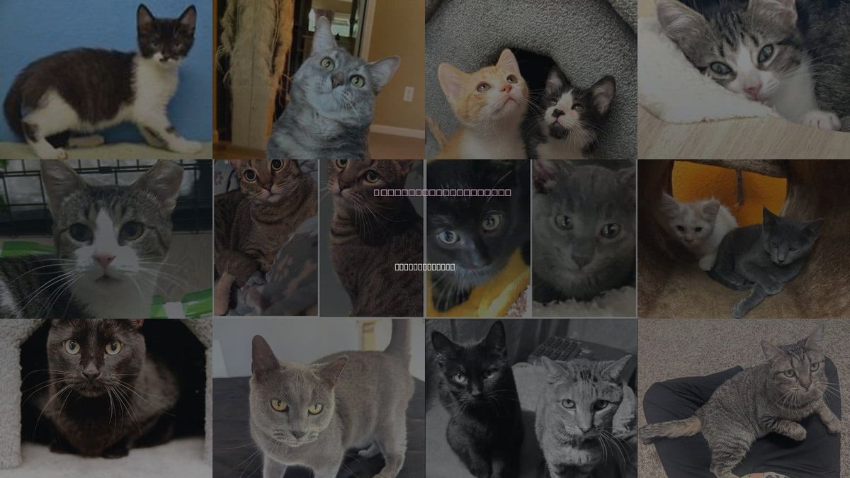 Cats for Adoption in Overland Park, Kansas