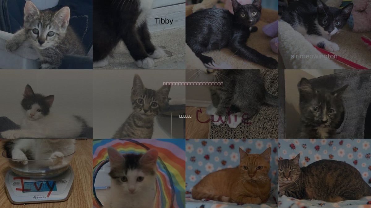 Cats for Adoption in Oviedo, Florida