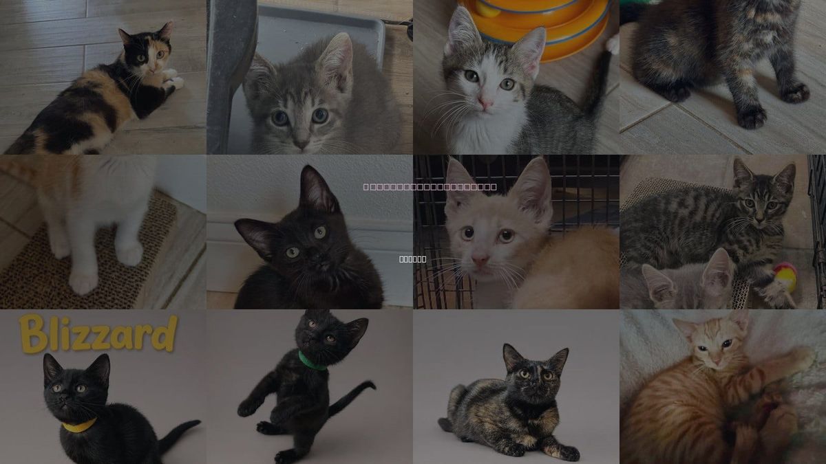 Cats for Adoption in Oviedo, Florida