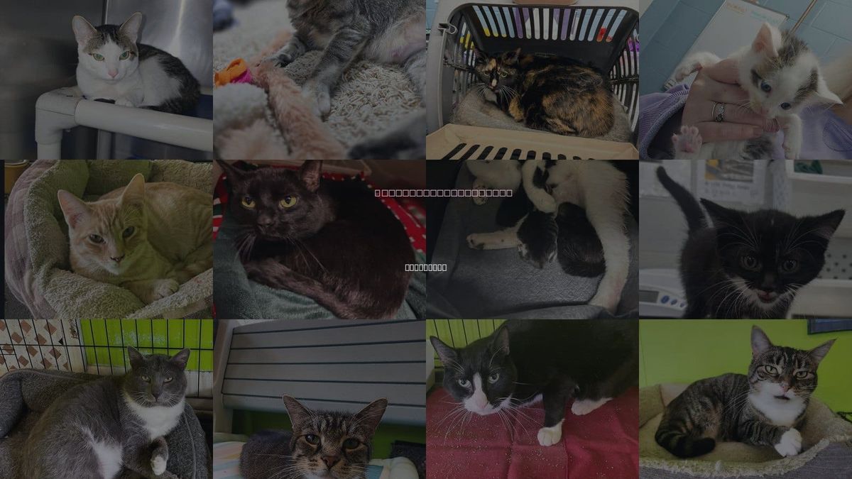 Cats for Adoption in Owensboro, Kentucky