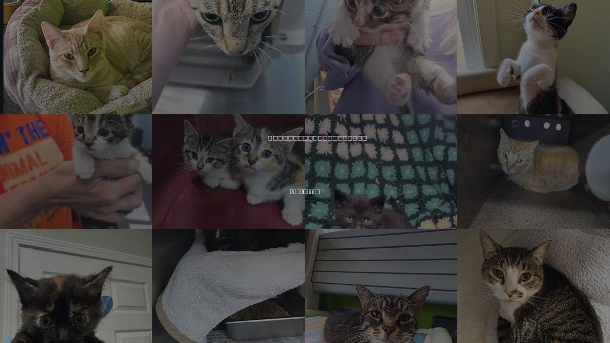 Cats for Adoption in Owensboro, Kentucky