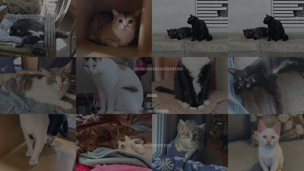 Cats for Adoption in Oxford, Mississippi