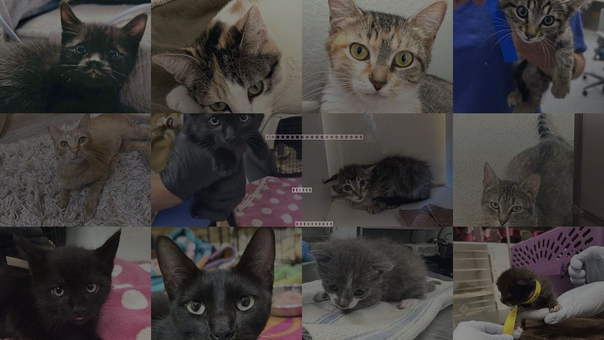 Cats for Adoption in Oxnard, California