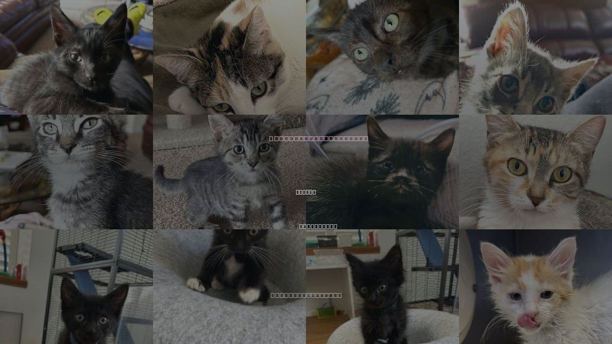 Cats for Adoption in Oxnard, California