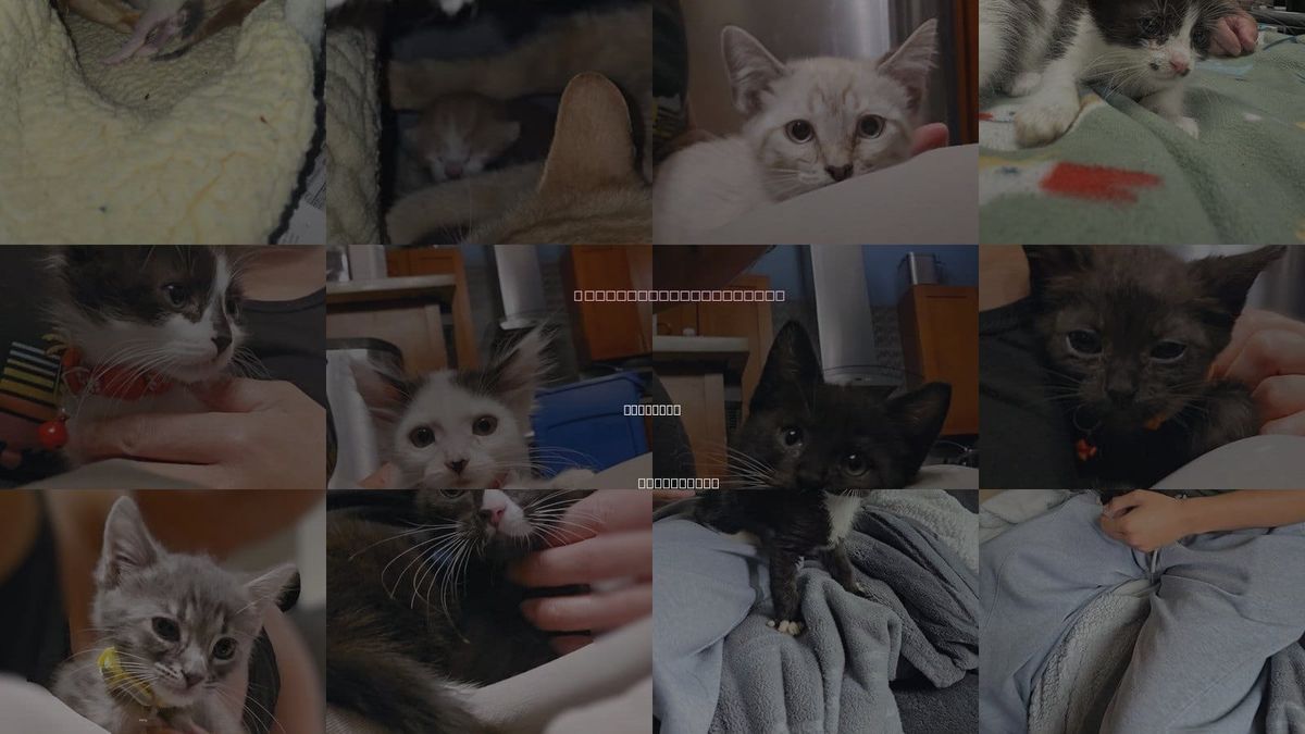Cats for Adoption in Pacifica, California