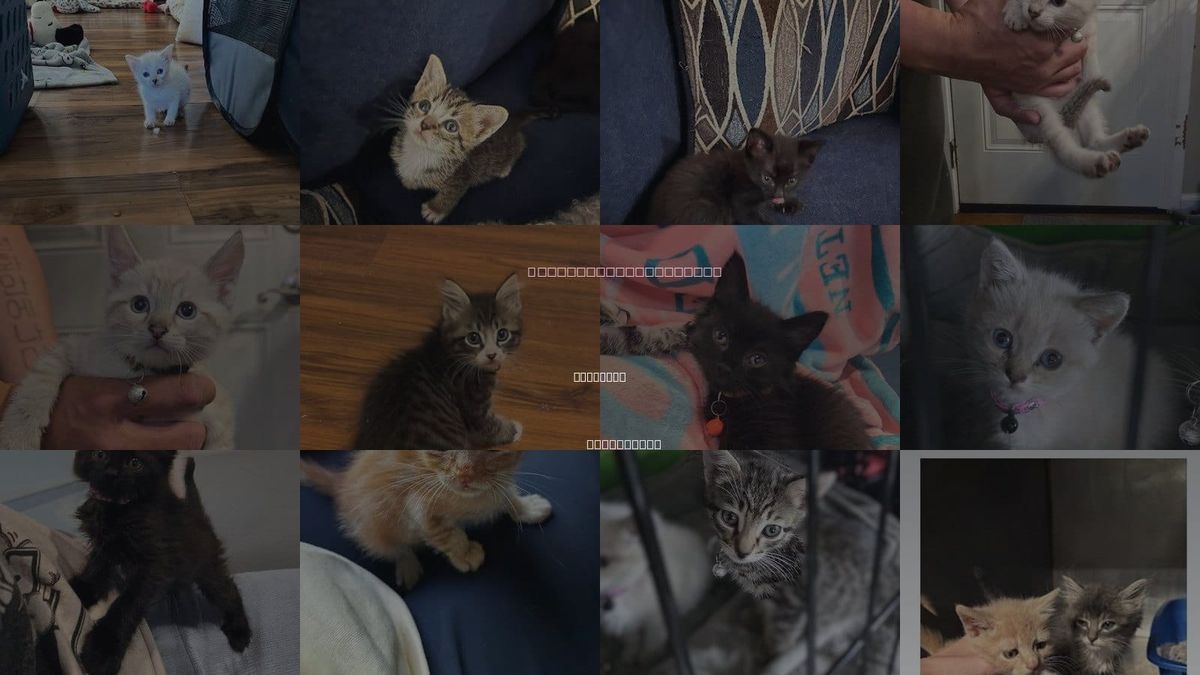 Cats for Adoption in Pacifica, California