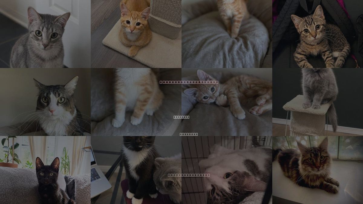 Cats for Adoption in Palatine, Illinois