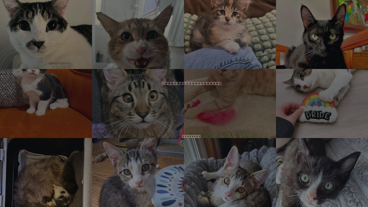 Cats for Adoption in Palatine, Illinois