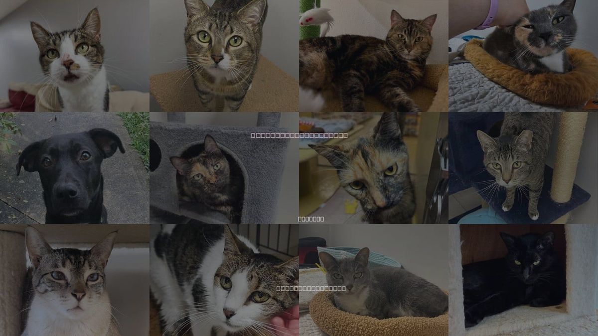 Cats for Adoption in Palm Bay, Florida