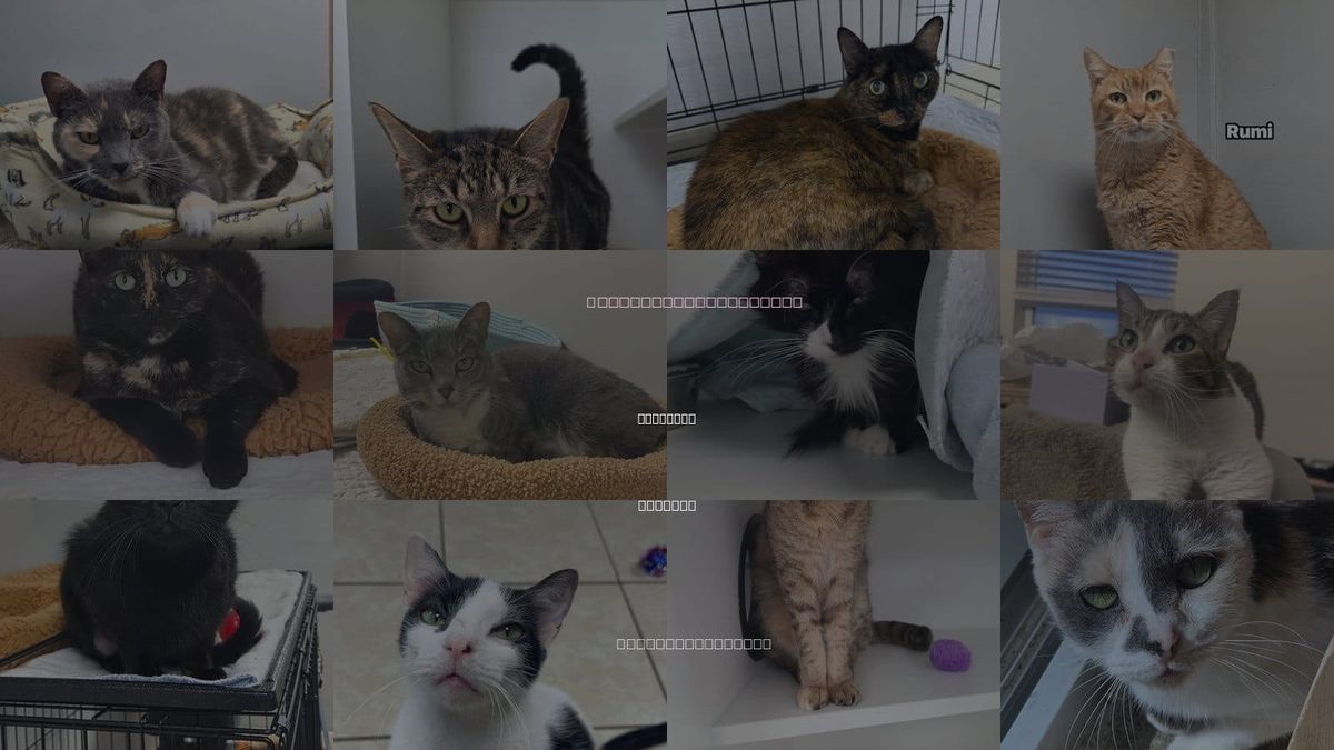 Cats for Adoption in Palm Bay, Florida