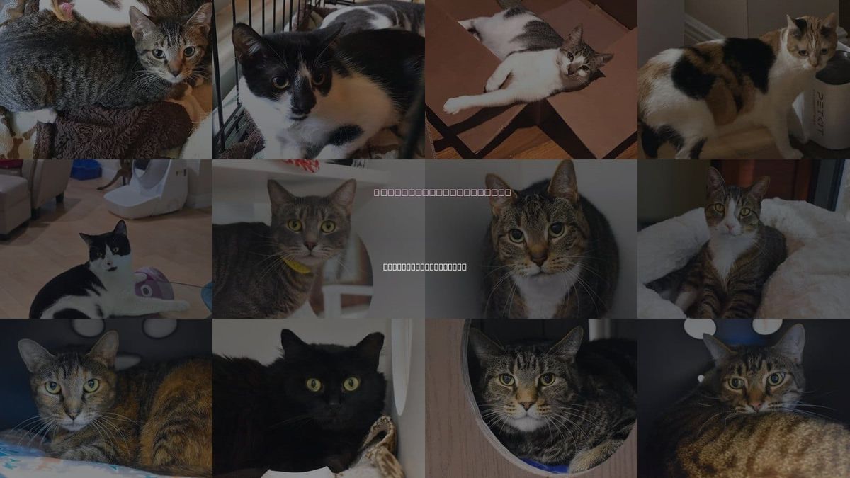 Cats for Adoption in Palm Beach Gardens, Florida