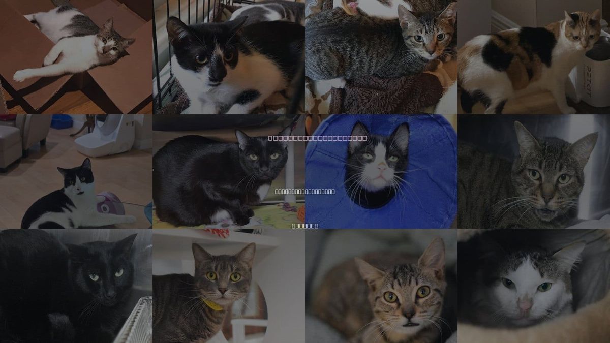 Cats for Adoption in Palm Beach Gardens, Florida