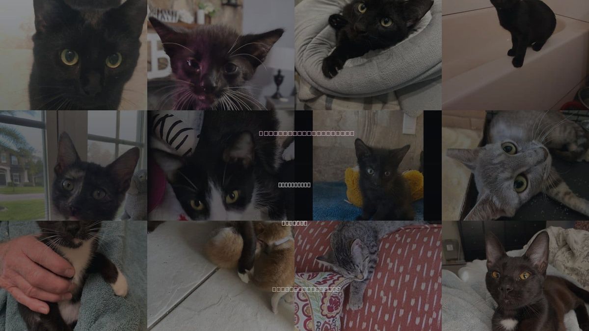 Cats for Adoption in Palm Coast, Florida